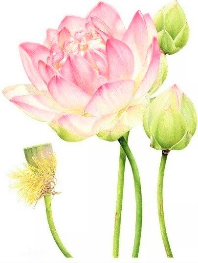 Lous Lily- australian flowers - цветы - оригинал