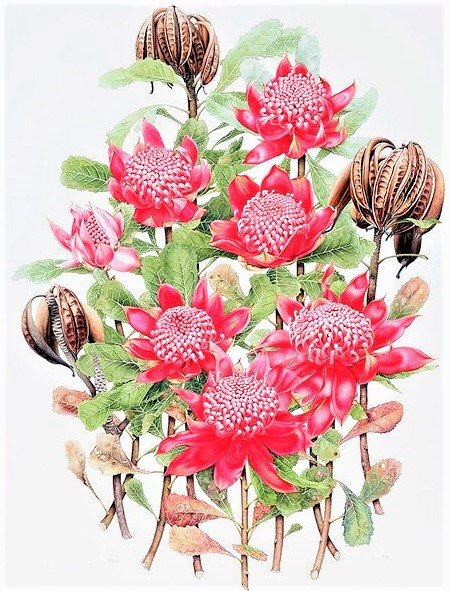 Red Proteya bouquet- australian flowers - цветы - оригинал