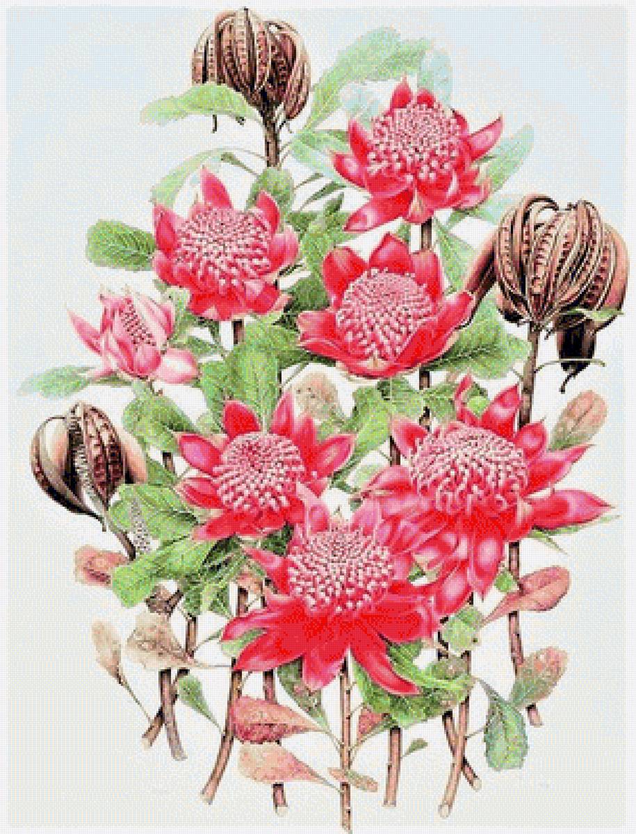 Red Proteya bouquet- australian flowers - цветы - предпросмотр