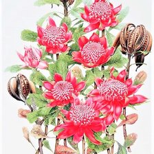 Оригинал схемы вышивки «Red Proteya bouquet- australian flowers» (№2359658)