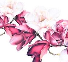 Оригинал схемы вышивки «Magnolia 2 - australian flowers» (№2359662)