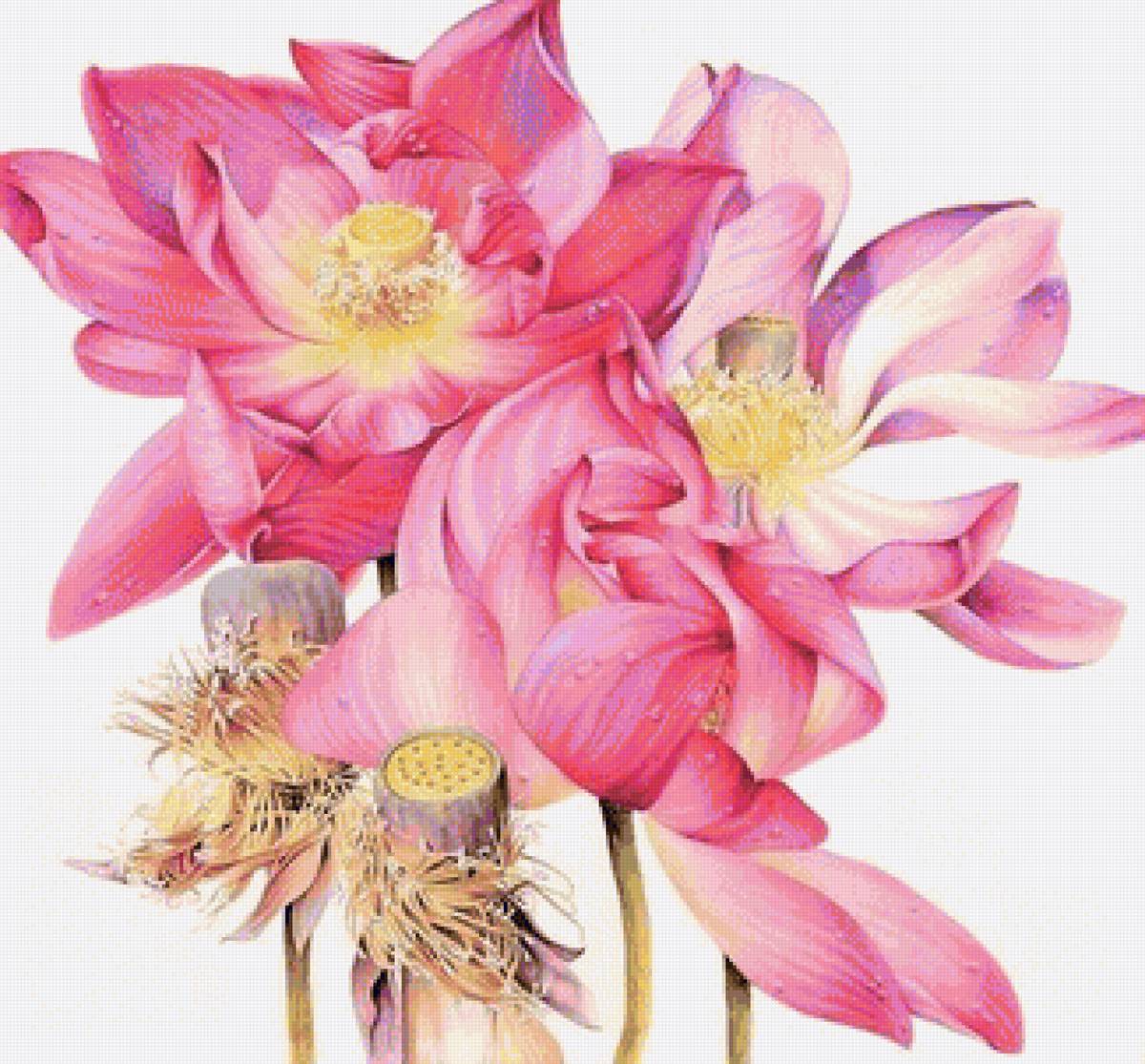 Red Lotus-australian flowers - цветы - предпросмотр