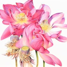 Схема вышивки «Red Lotus-australian flowers»