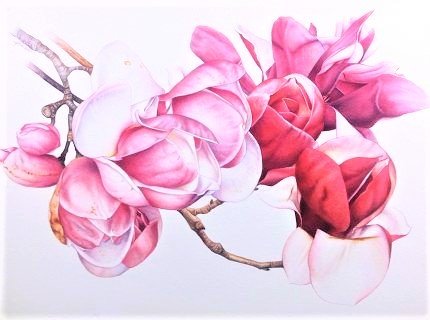 Magnolia Vulcano  - australian flowers - цветы - оригинал