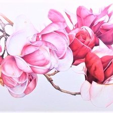 Оригинал схемы вышивки «Magnolia Vulcano  - australian flowers» (№2359676)