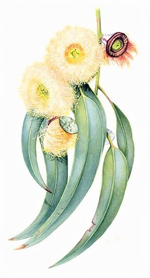 Lemon Eucalypt- australian flowers - цветы - оригинал