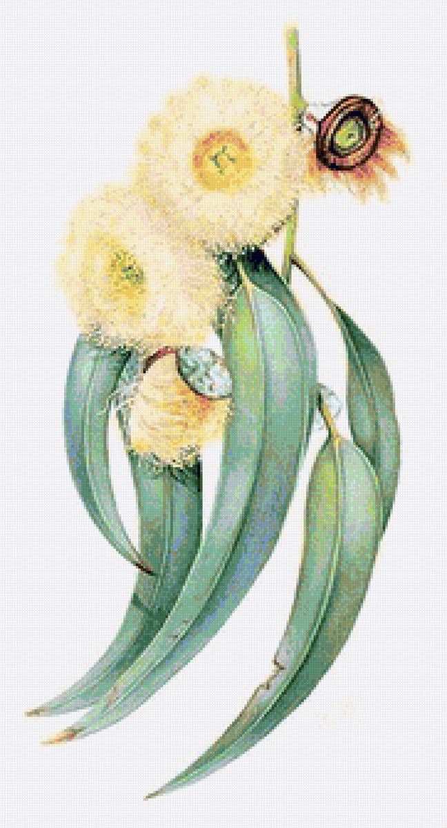 Lemon Eucalypt- australian flowers - цветы - предпросмотр