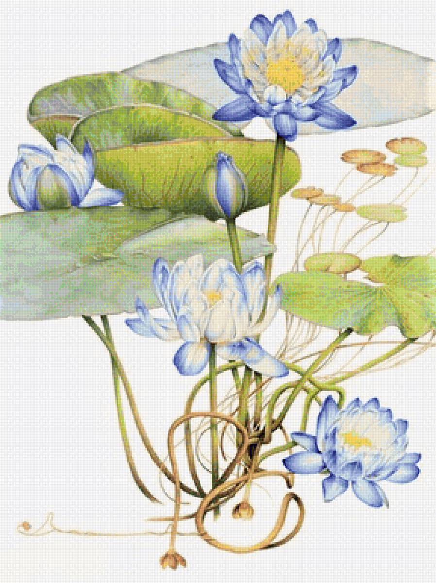 Blue Lotus- australian flowers - цветы - предпросмотр
