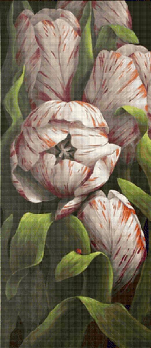 tulipanes combinados - naturaleza - предпросмотр