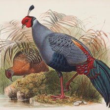 Оригинал схемы вышивки «Aves silvestres.» (№2360319)