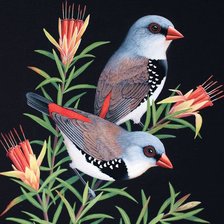 Схема вышивки «Casal de pássaros.»
