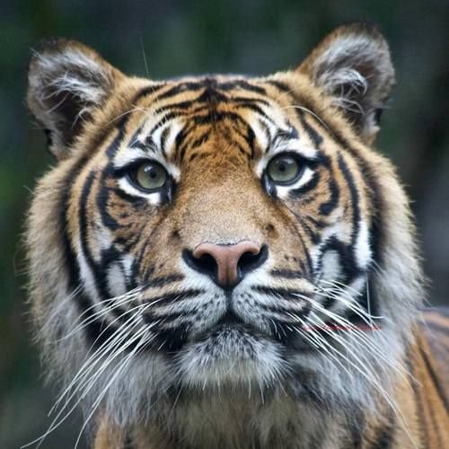 Tigre. - animais. - оригинал