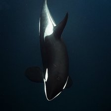 Схема вышивки «Косатка»