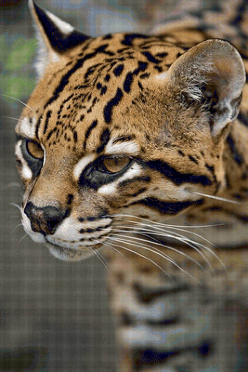 Gato selvagens. - animais. - предпросмотр