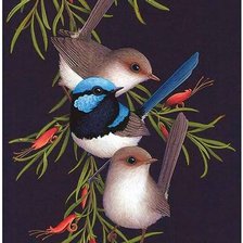 Схема вышивки «Pássaros .»