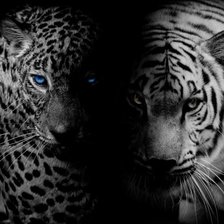 Схема вышивки «Лео и тигр (монохром)»