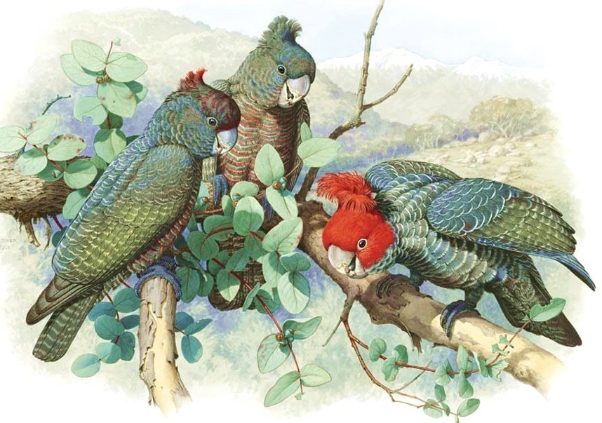 Pássaros . - pássaros. - оригинал