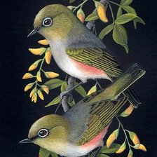 Схема вышивки «Pássaros .»