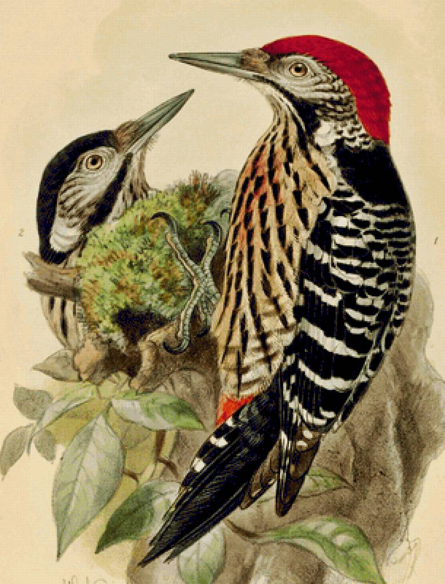 Pássaros . - pássaros. - предпросмотр