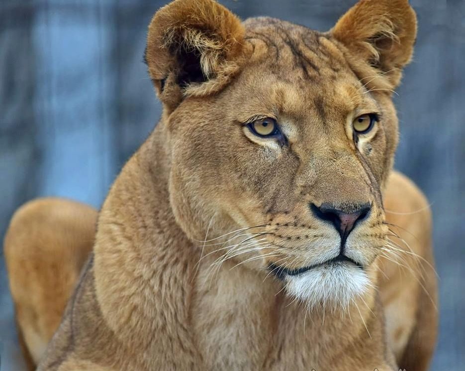 Leão - animais. - оригинал