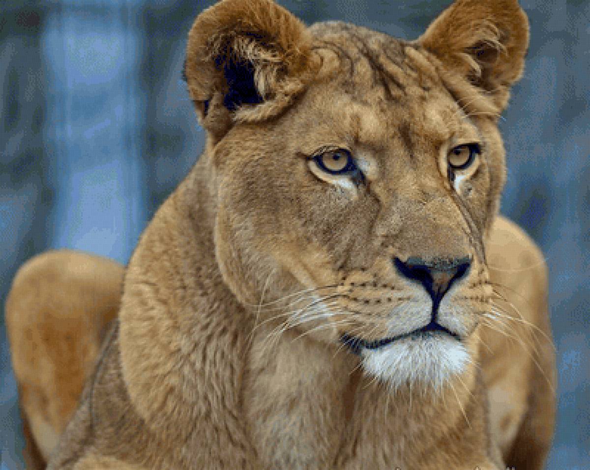 Leão - animais. - предпросмотр