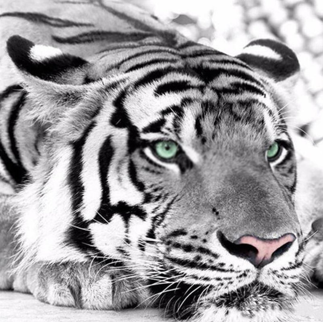 Тигр (монохром) - оригинал