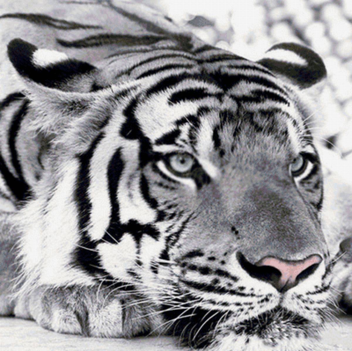 Тигр (монохром) - предпросмотр