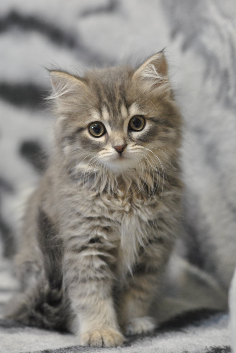 КОТИК - оригинал