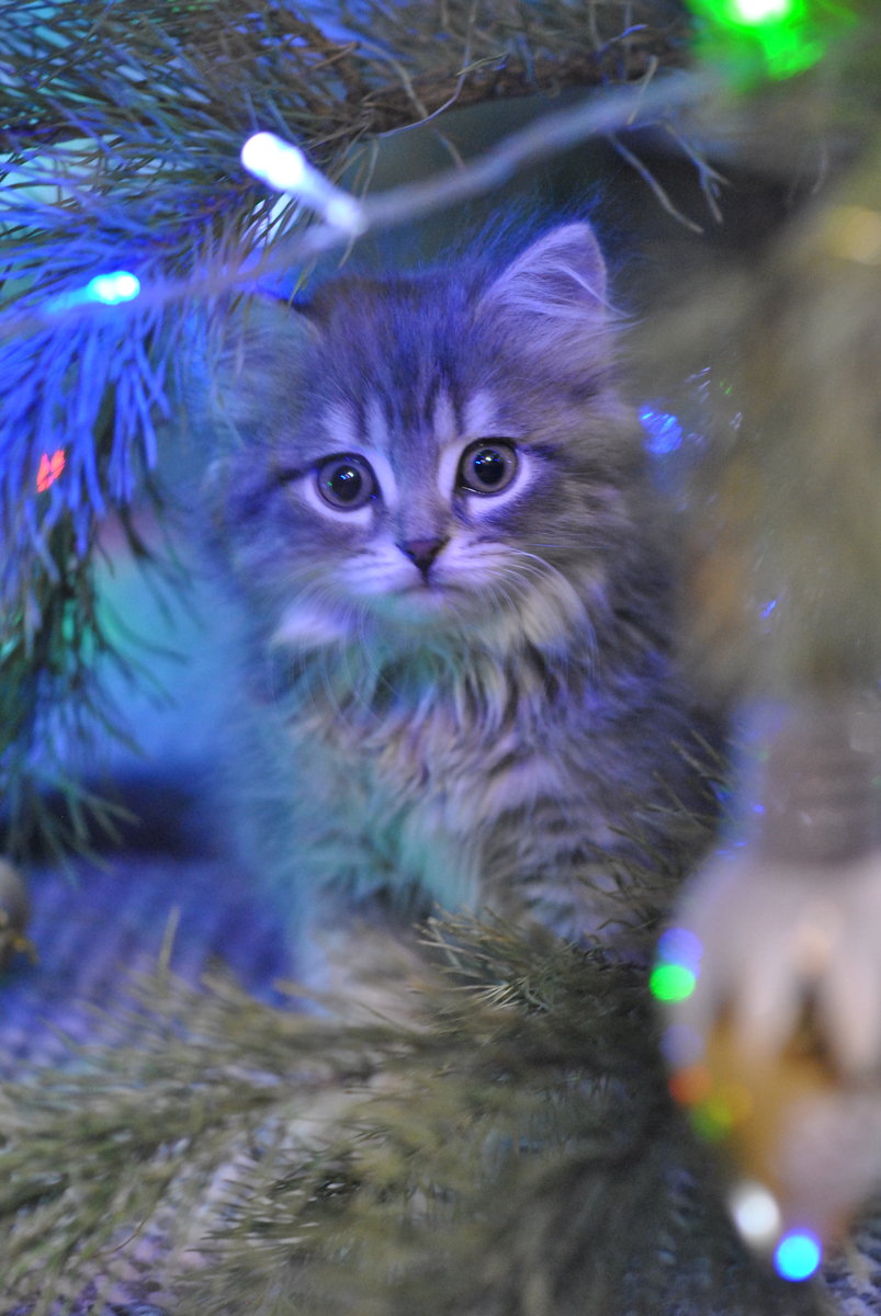 НОВЫЙ ГОД - оригинал