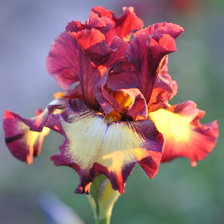 Схема вышивки «ИРИС, ЛЕТО, ЦВЕТЫ»