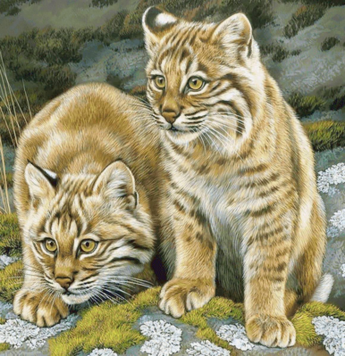 Рысята - рысята - предпросмотр