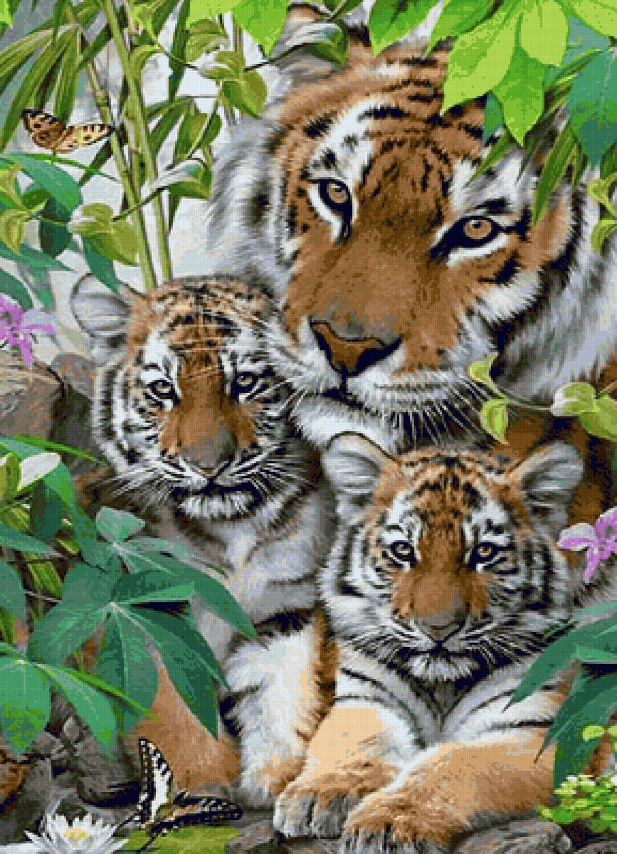 Тигриное семейство - тигры - предпросмотр