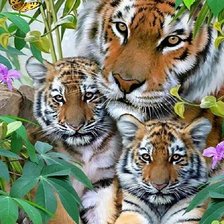 Тигриное семейство
