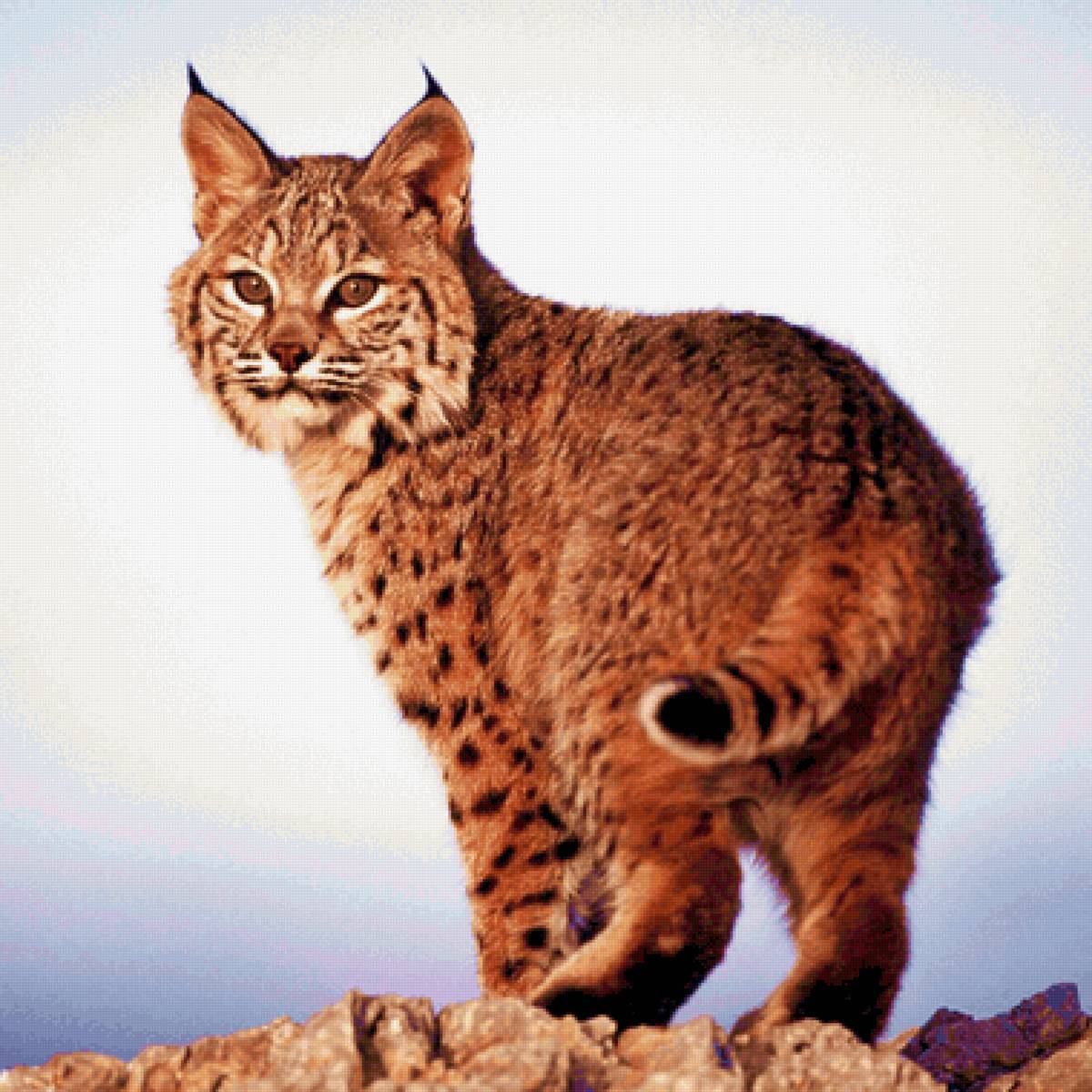 Lince. - animais .montanhas. - предпросмотр