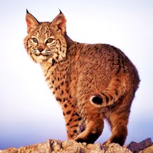 Lince.