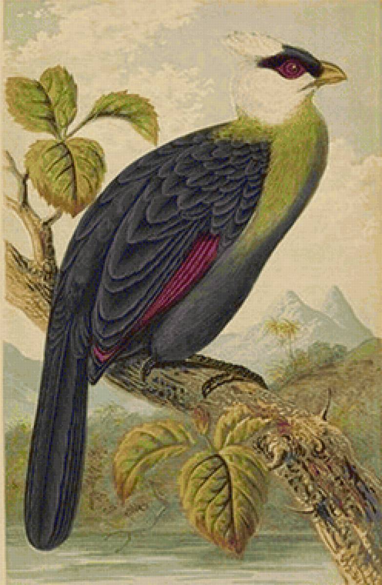 Pássaro. - aves. natureza .pássaros. - предпросмотр