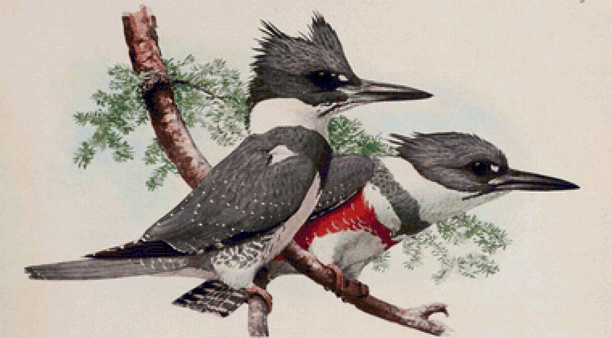 Pássaros . - pássaros. - предпросмотр