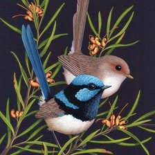 Схема вышивки «Pássaros .»