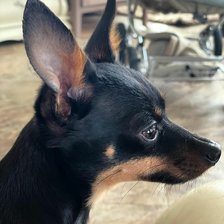 Схема вышивки «Той-терьер в профиль»