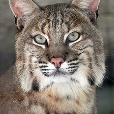 Схема вышивки «Lince.»