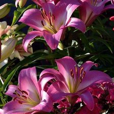 Схема вышивки «primavera»