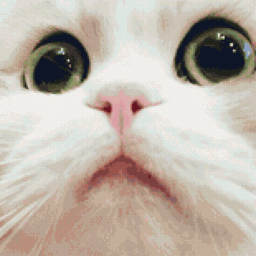 Моська - милота, глазки, кот - предпросмотр