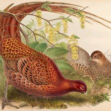 Схема вышивки «Aves silvestres.»