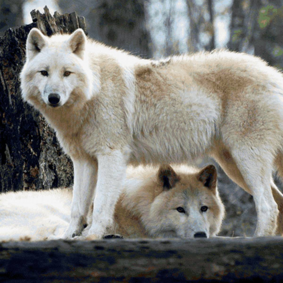Lobos brancos. - animais. - предпросмотр