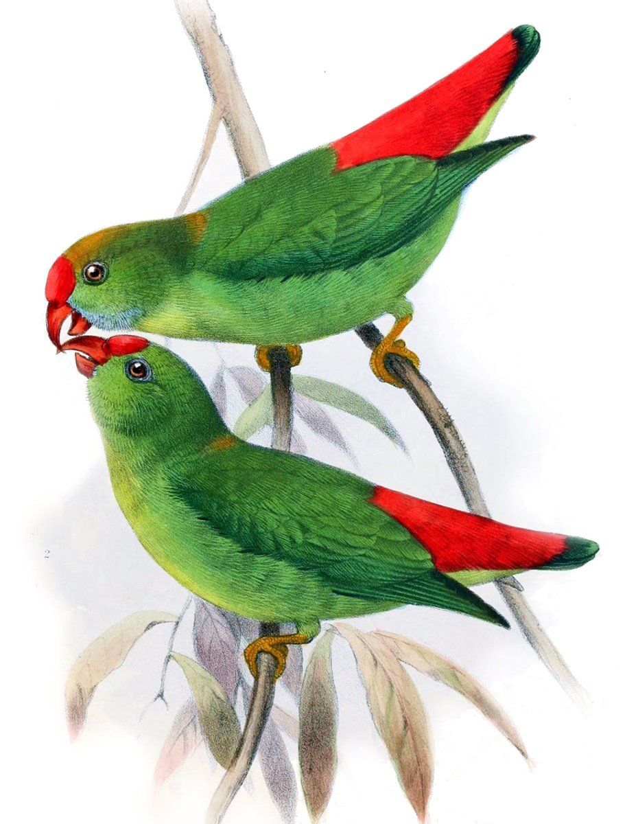 Pássaros . - pássaros. - оригинал