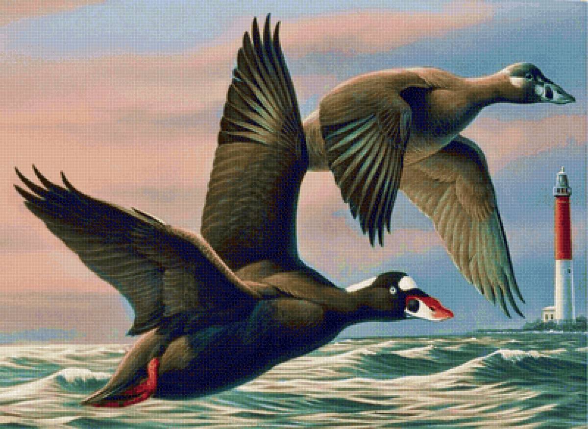 Vou dos patos. - pássaros. mar .farol. - предпросмотр