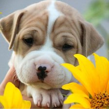 Схема вышивки «Леди»