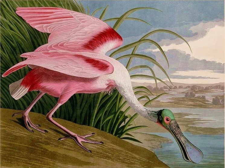 Aves silvestres. - aves .natureza. - оригинал