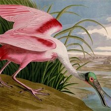 Схема вышивки «Aves silvestres.»