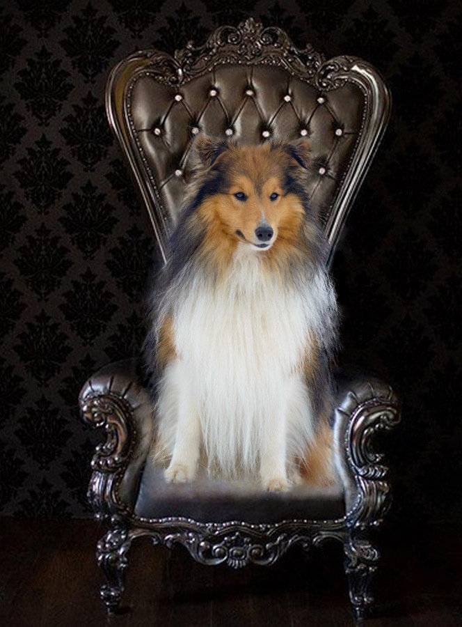 Шелти - собака, животные, шелти, порода - оригинал